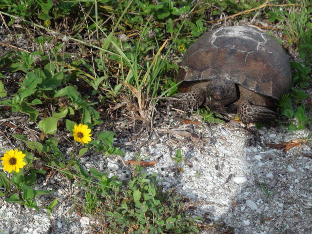 TurtleWalking