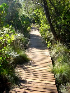 Life’s pathways through the Jungle of Living