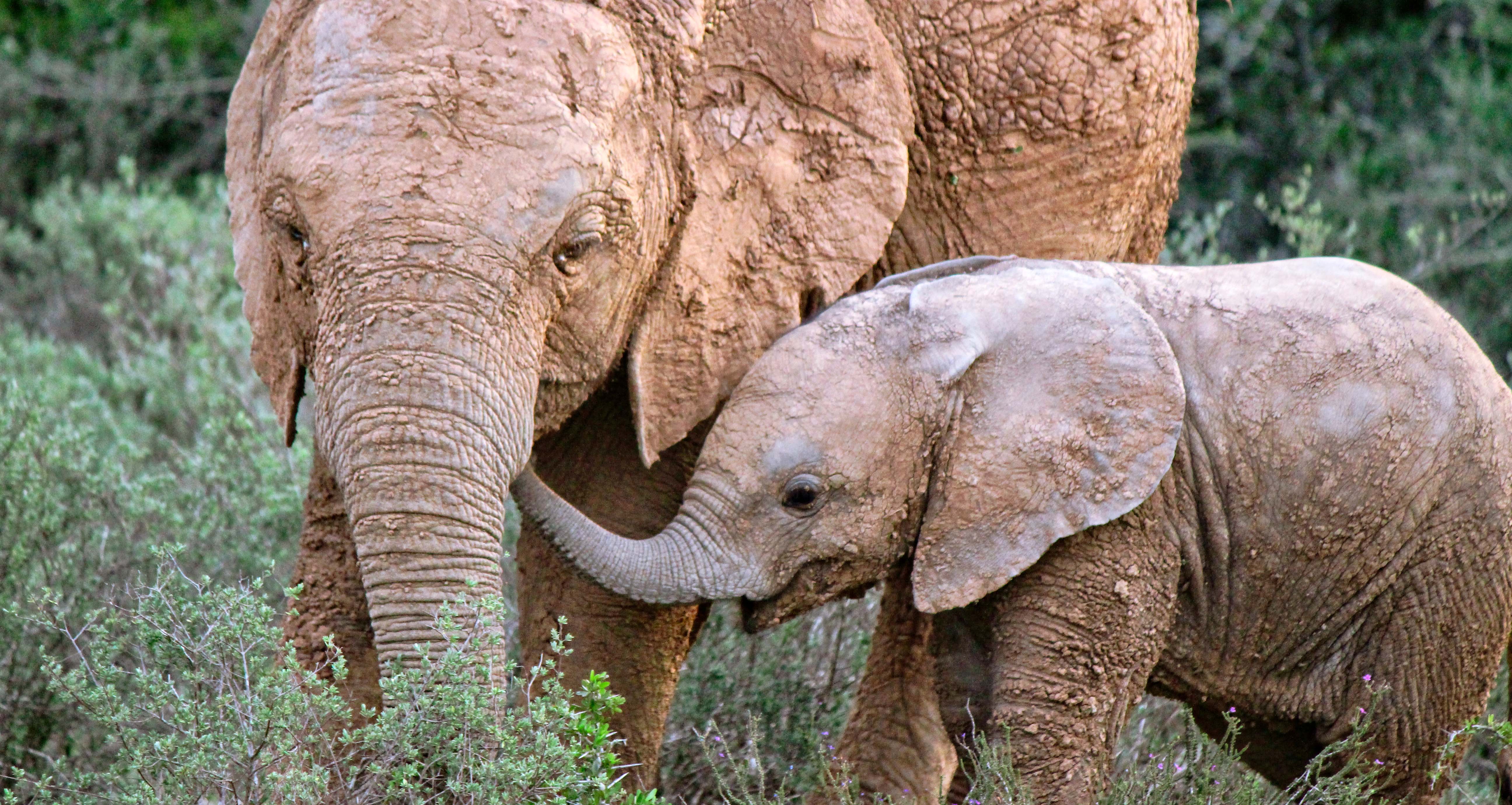 mom and baby elephant - addo - south africa