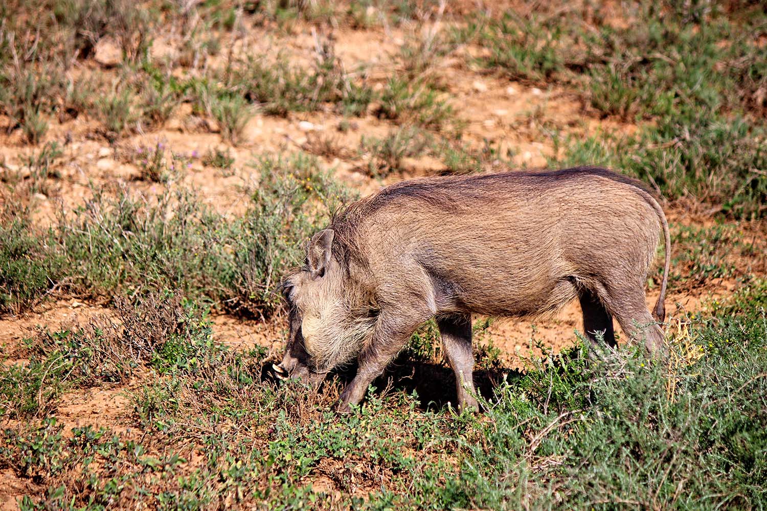 addo13