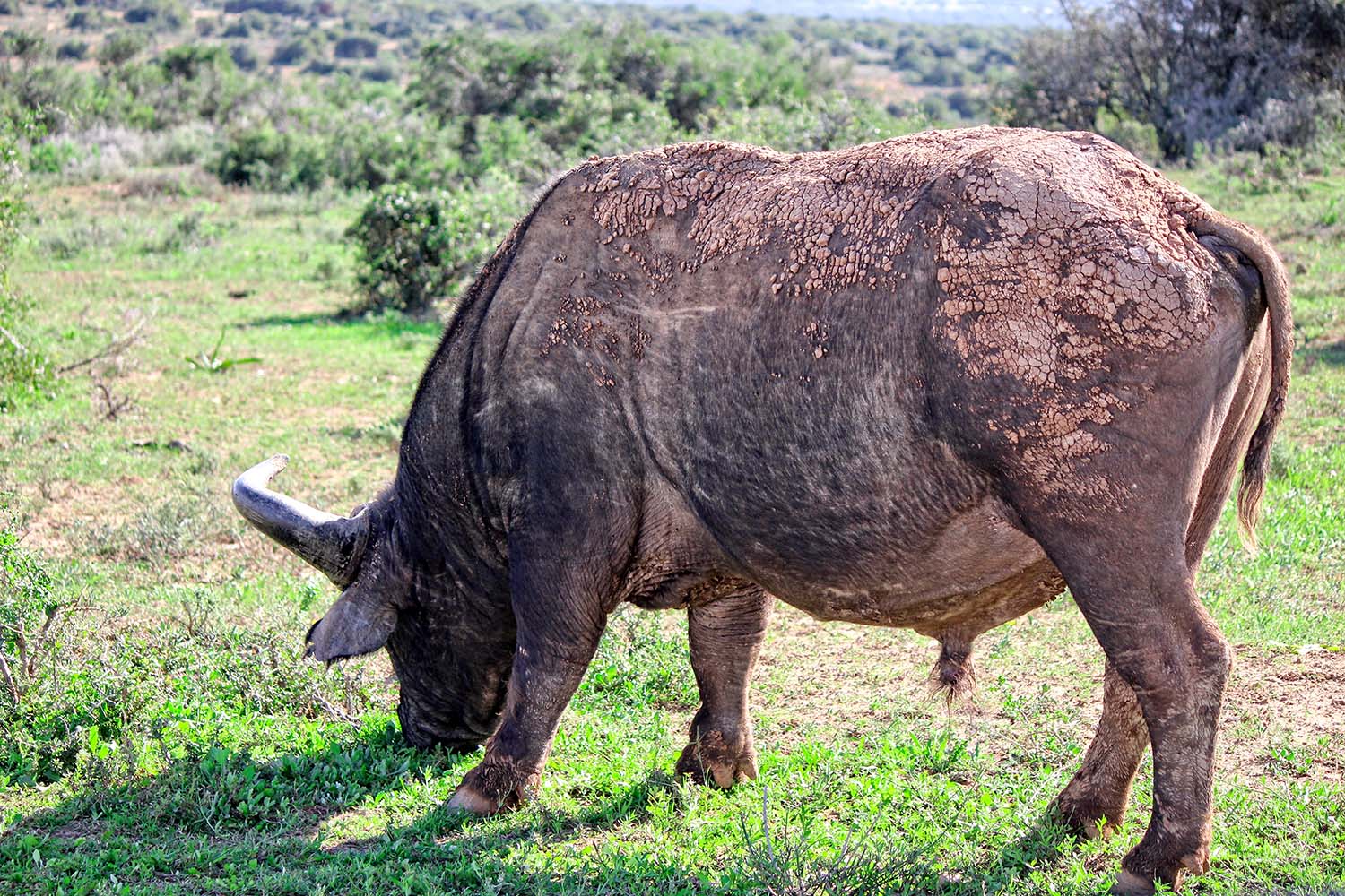 Addo14