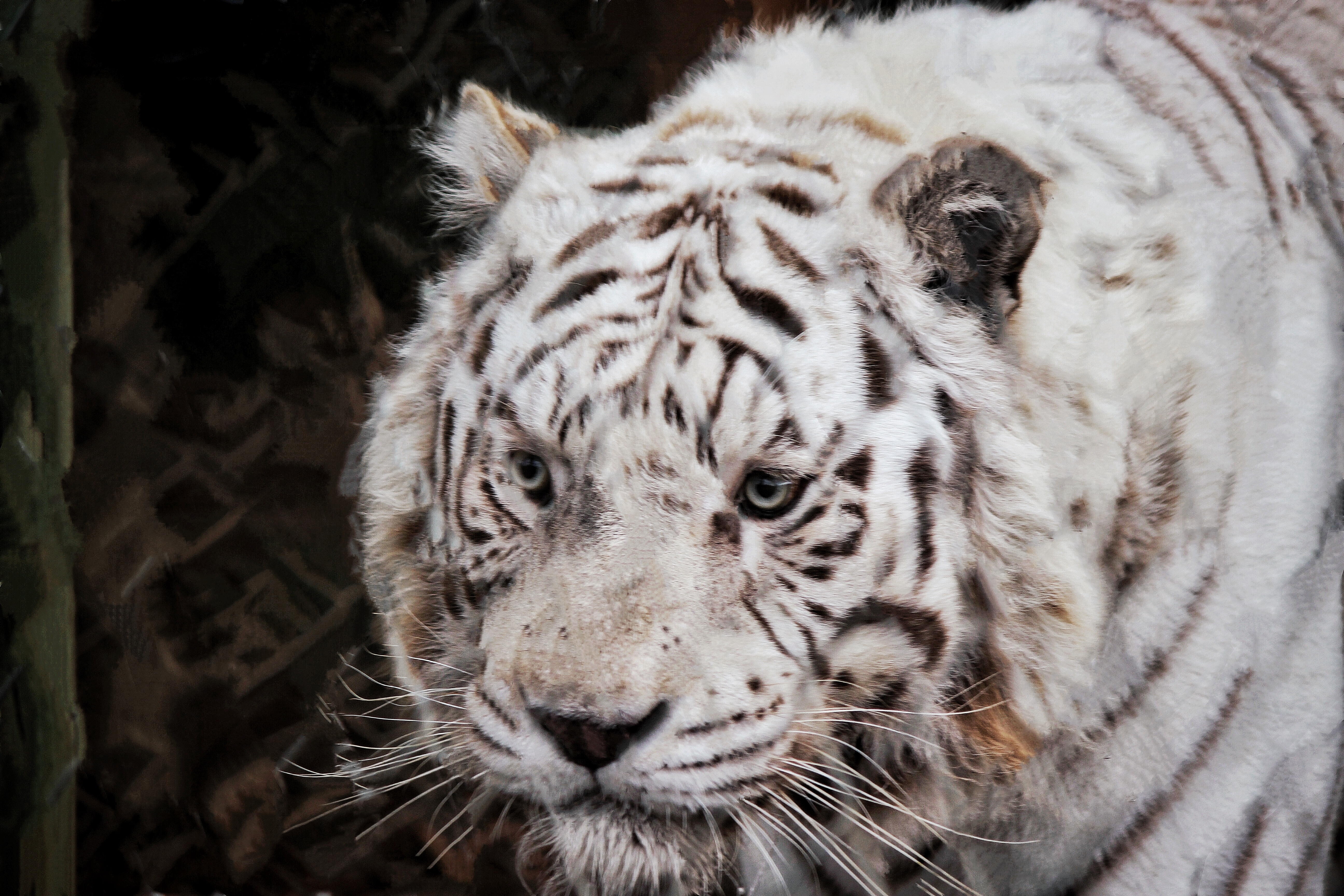 Jukani Tiger