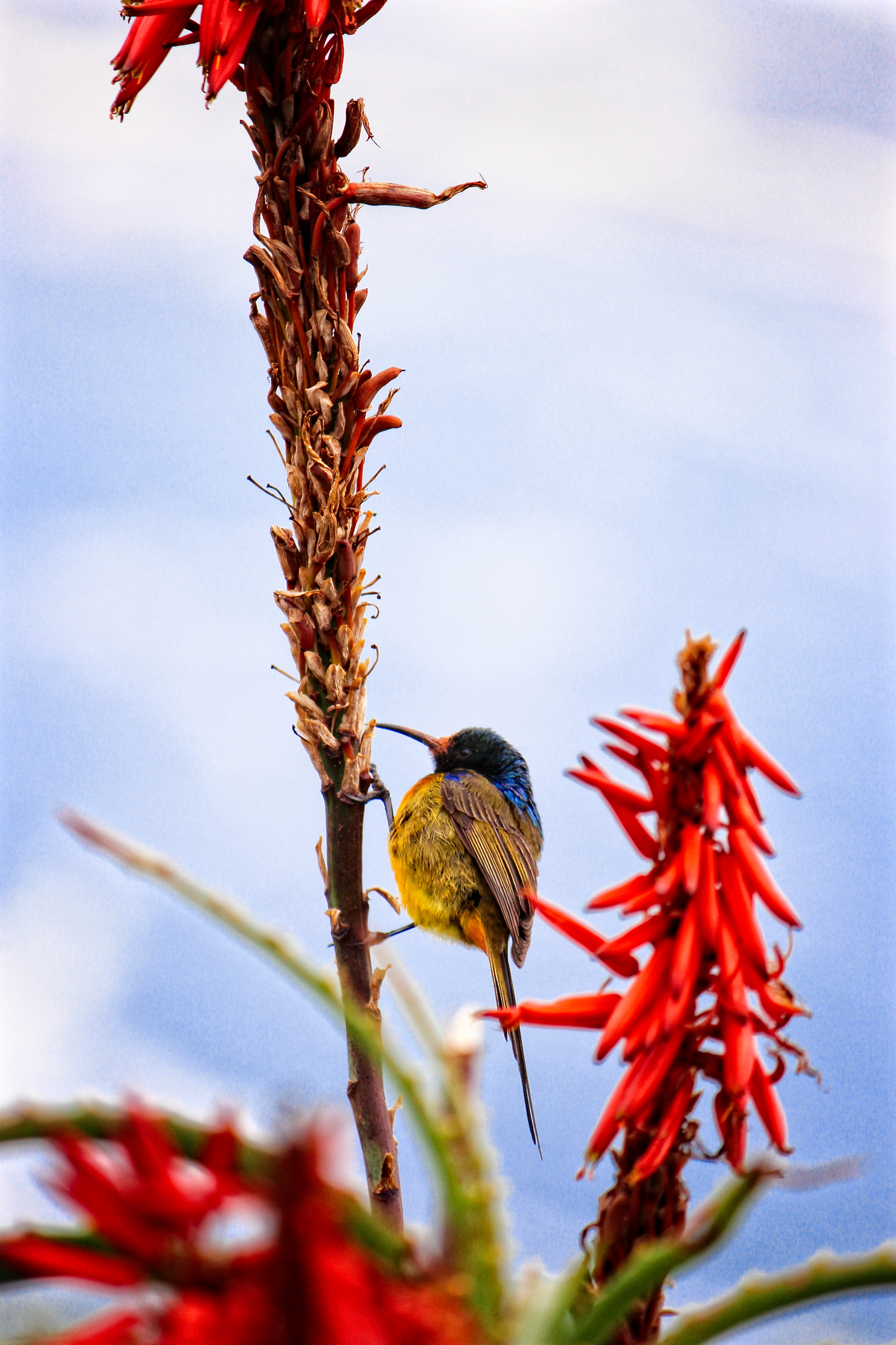 Orange breasted Sunbird - Cape Point South Africa