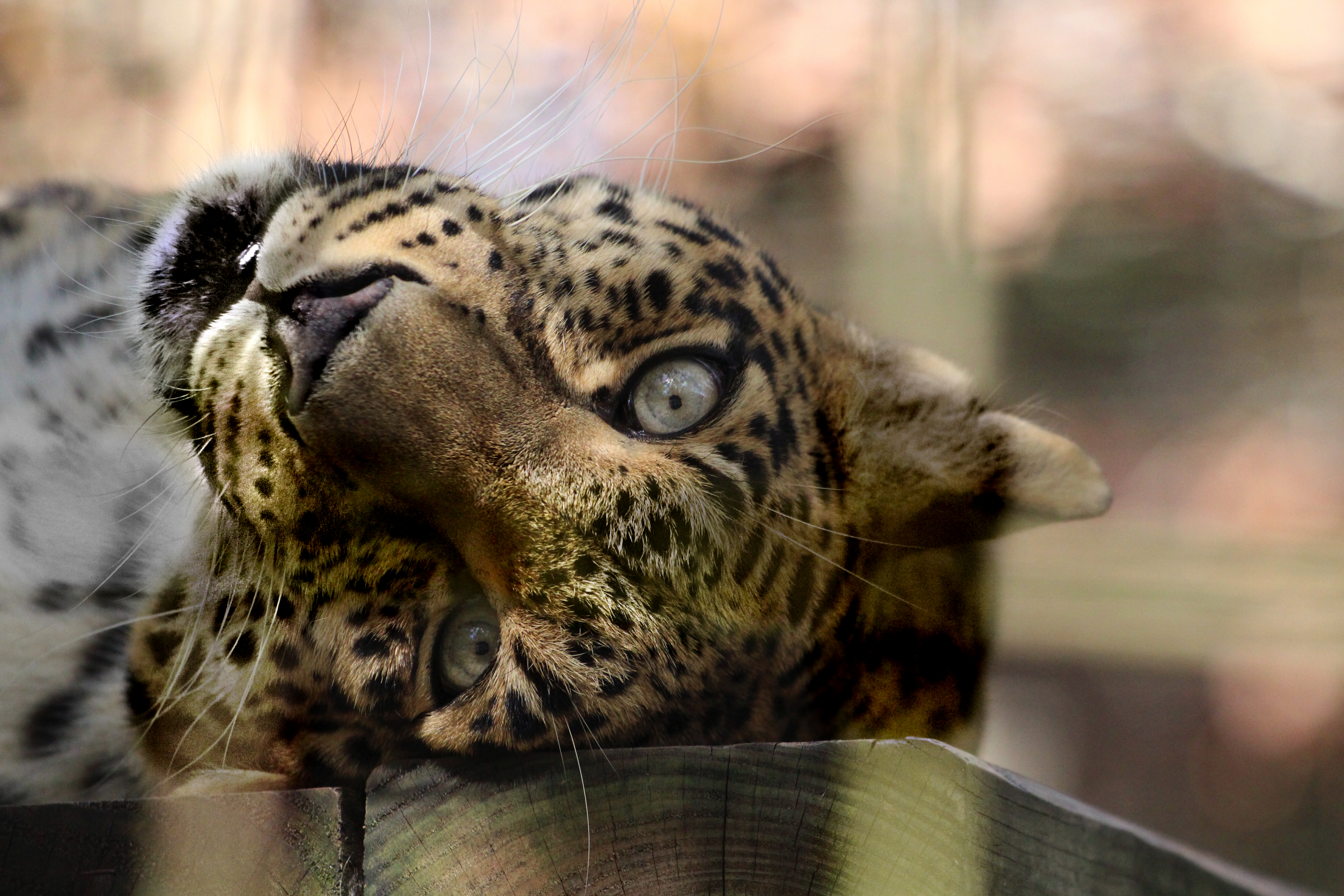Leopard Sudari Big Cat Rescue Tampa