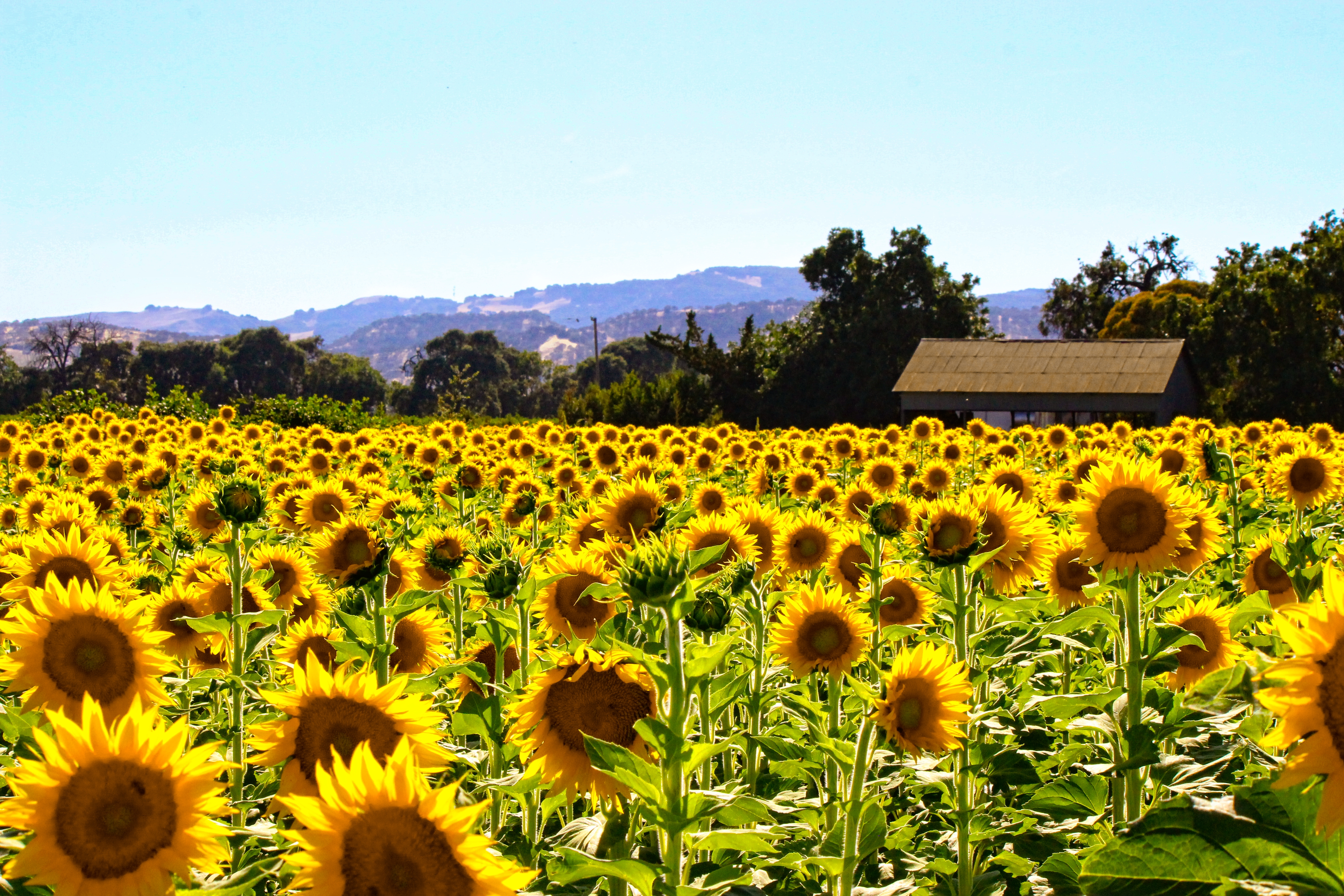 Fairfield California