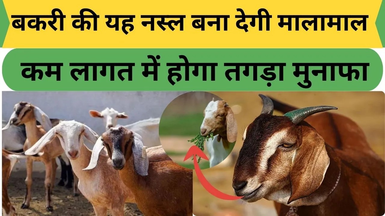 Goat Farming