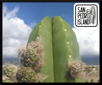 Our Plants – San Pedro Island