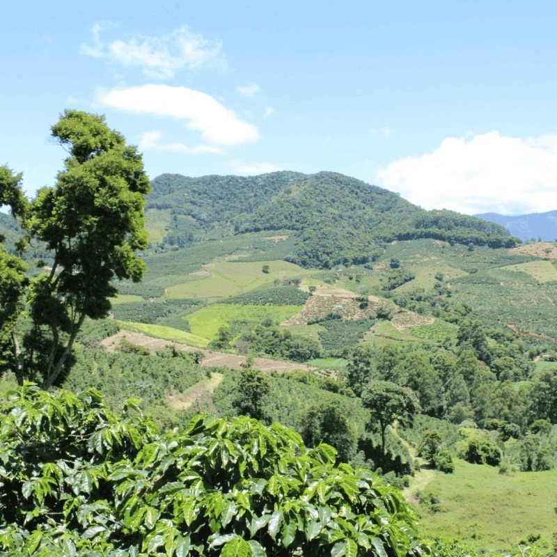 cafe santa elena la mejor opcion de cafe en mexico