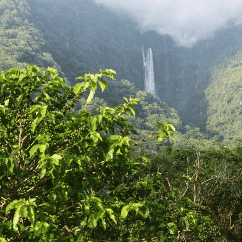 finca de café santa elena productores de café verde Veracruz