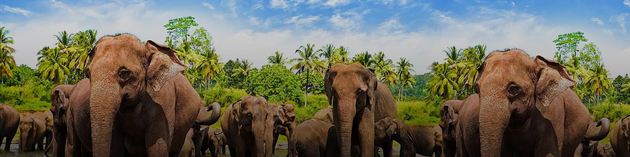 Sri Lanka Banner 2