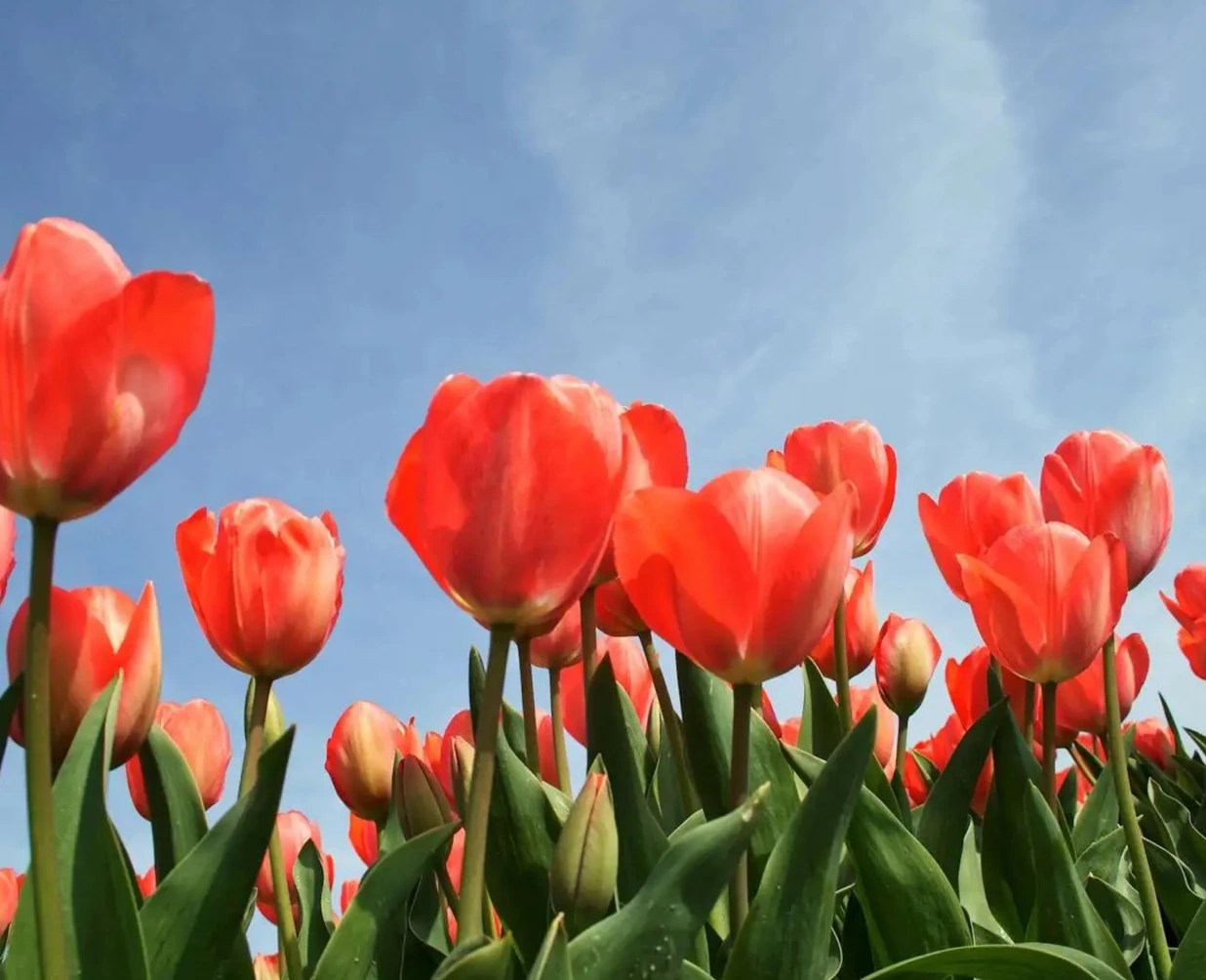 Tulip Paradise In Magical Kashmir