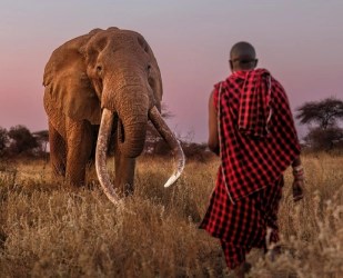 The Great Kenyan Safari