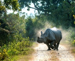 Nagaland
