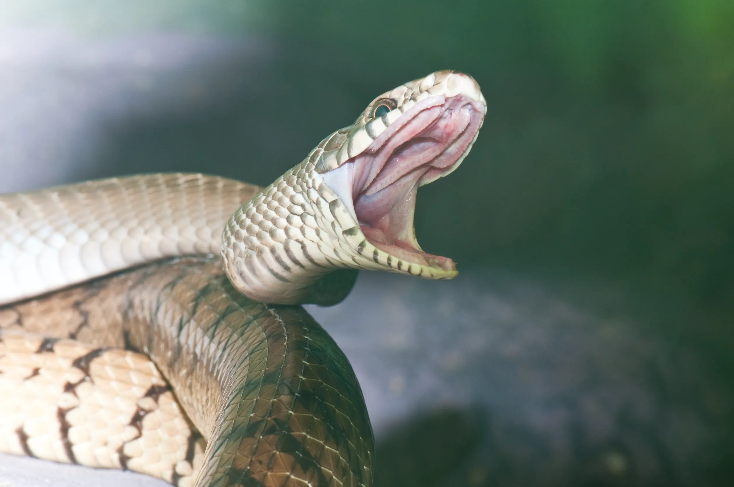 Rêver de serpent qui attaque