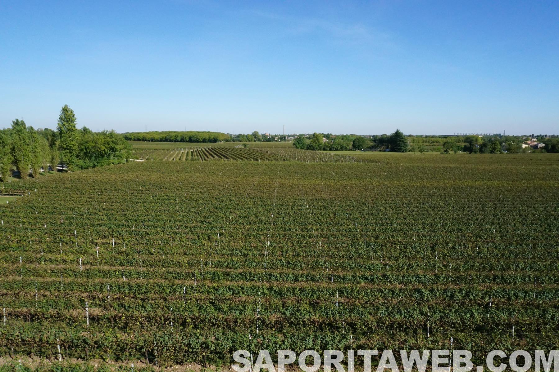 なだらかな平野に広がる畑。