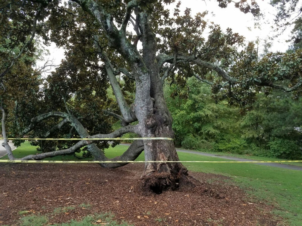 Piedmont Park magnolia tree