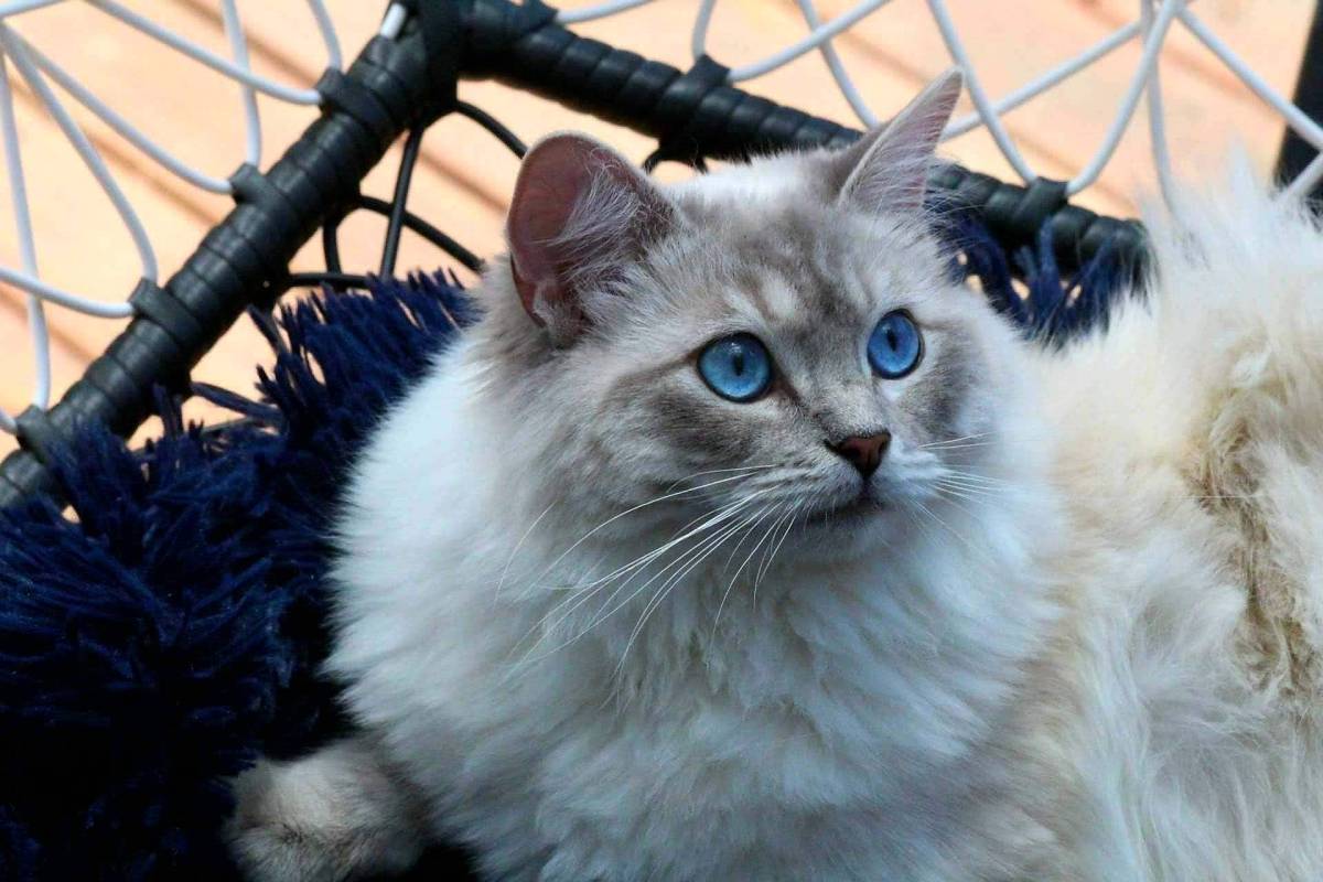 Ragdoll colours Sapphiredolls