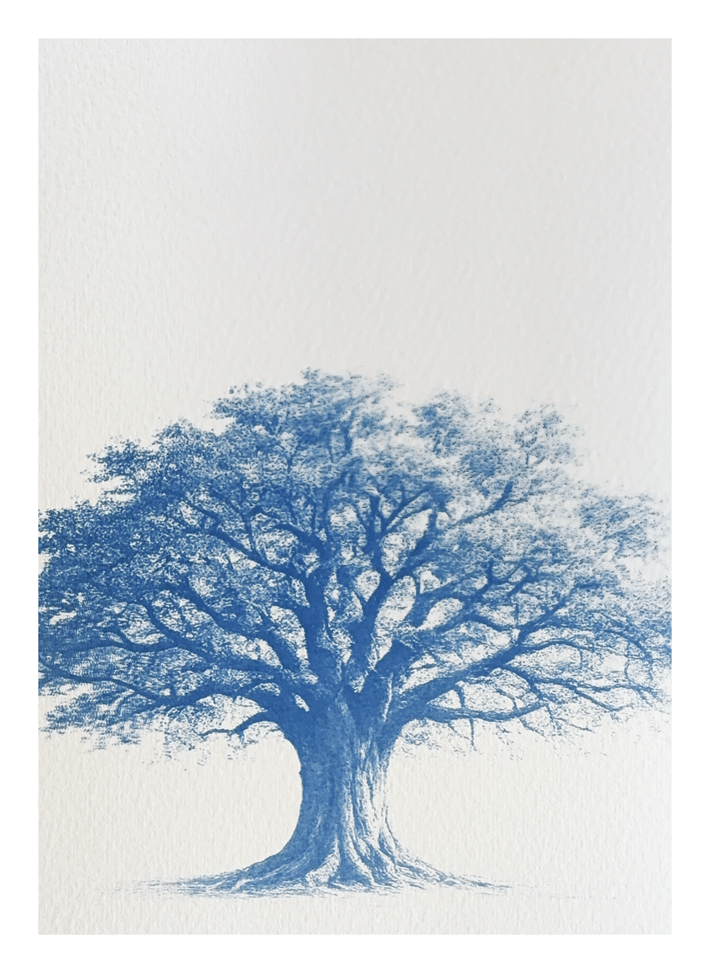 Oak Tree Cyanotype Print