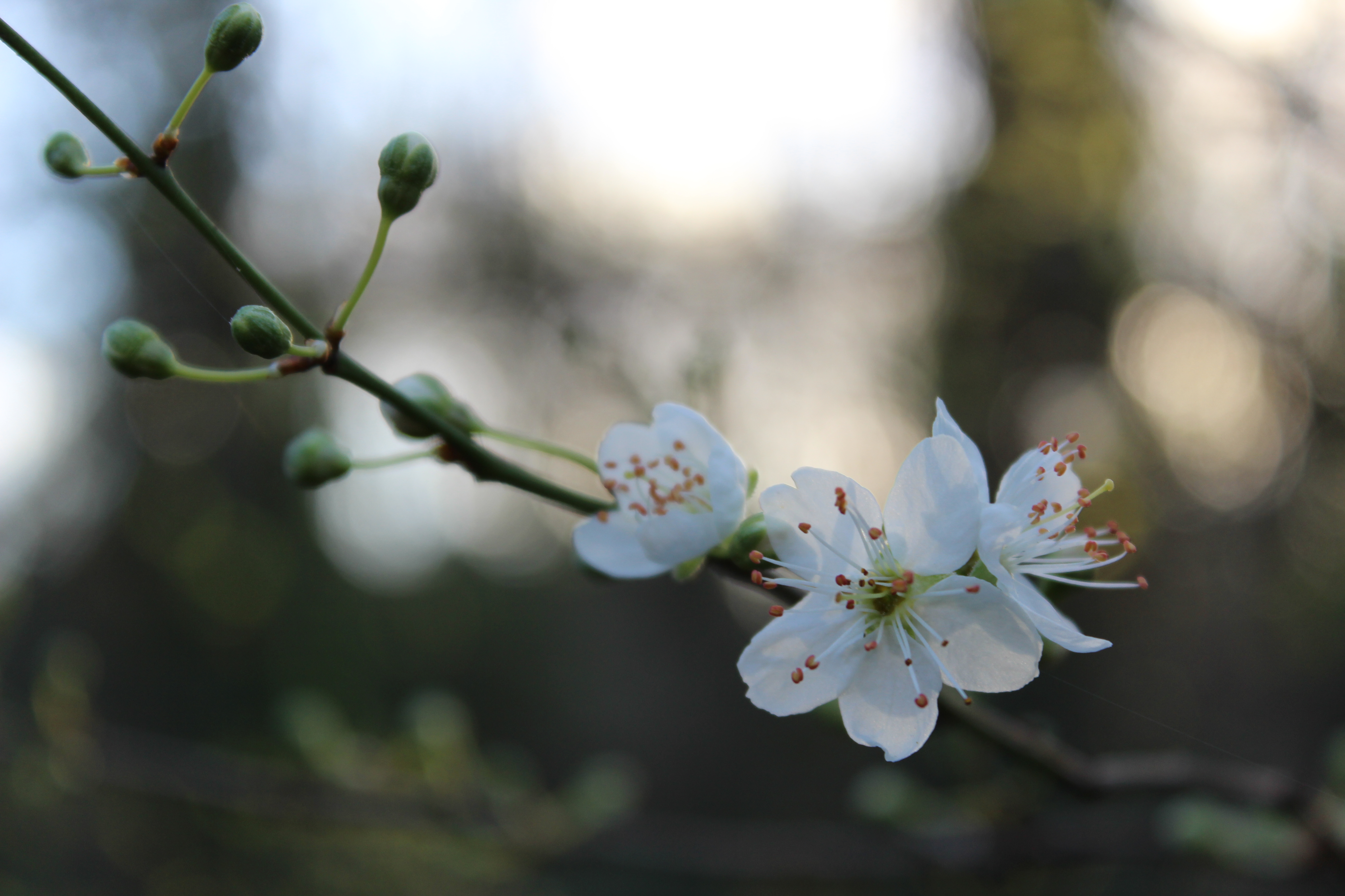 Early signs of spring