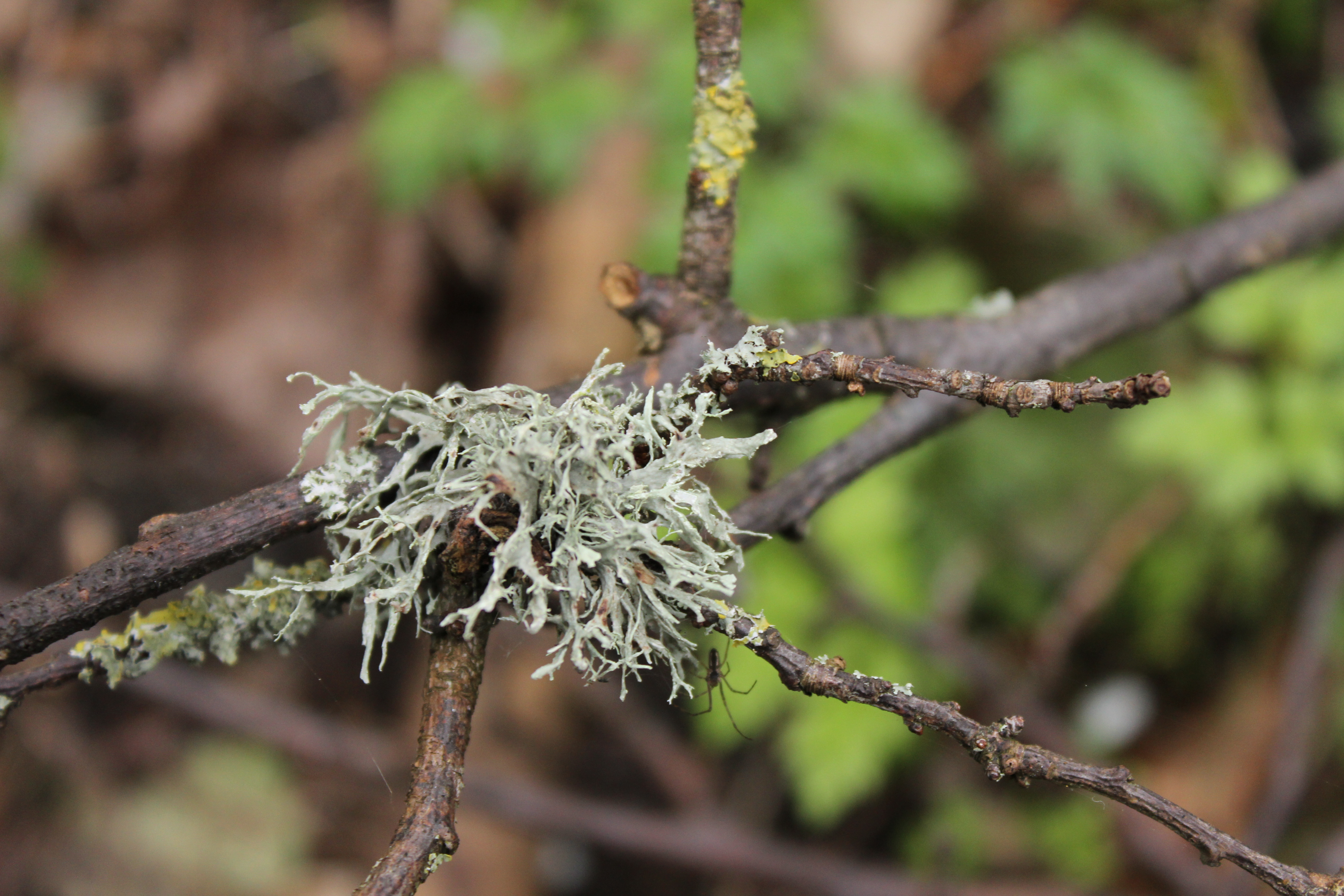 I'm not a lichen expert - is this Cladonia of some sort?