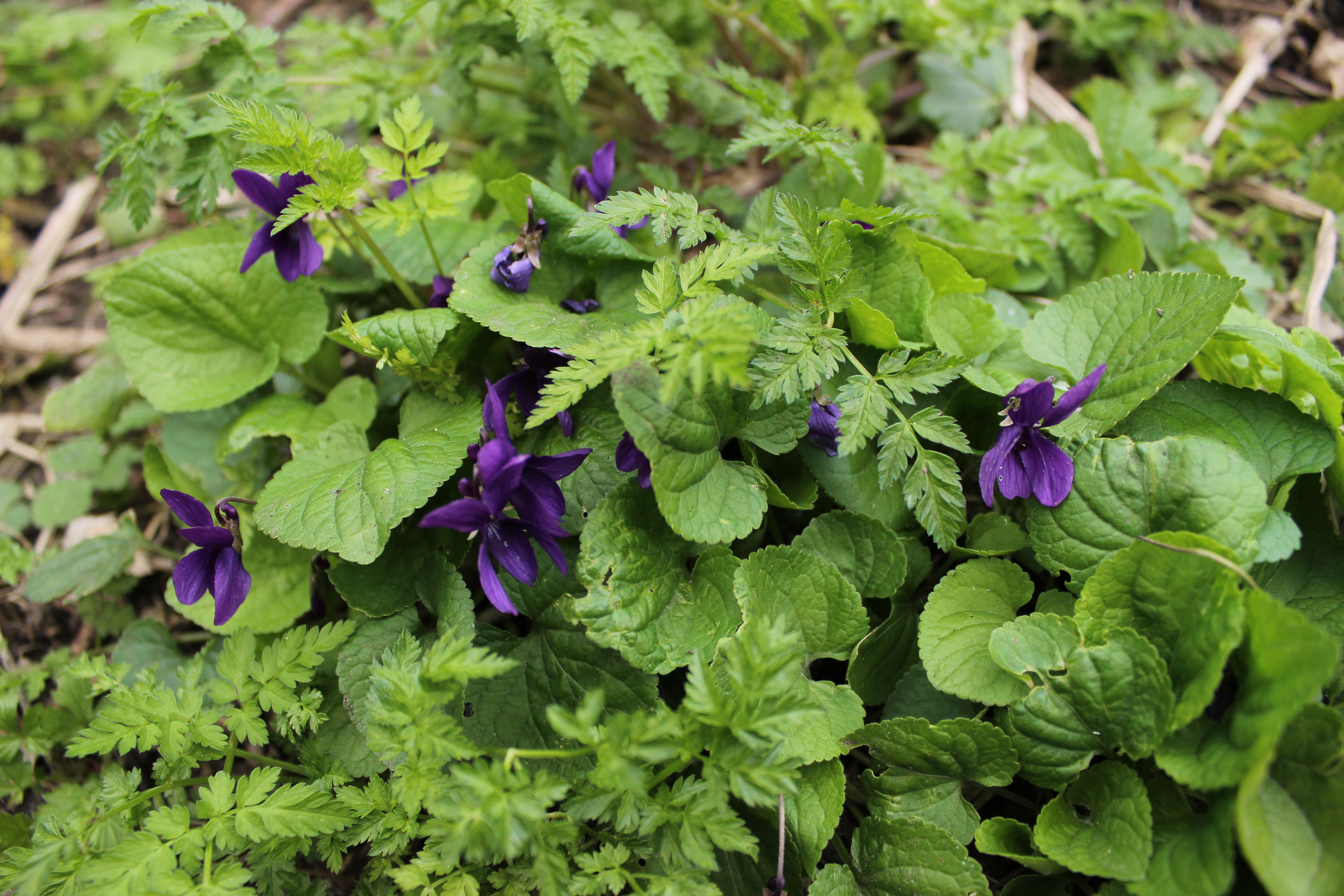 Sweet Violet @ Abney