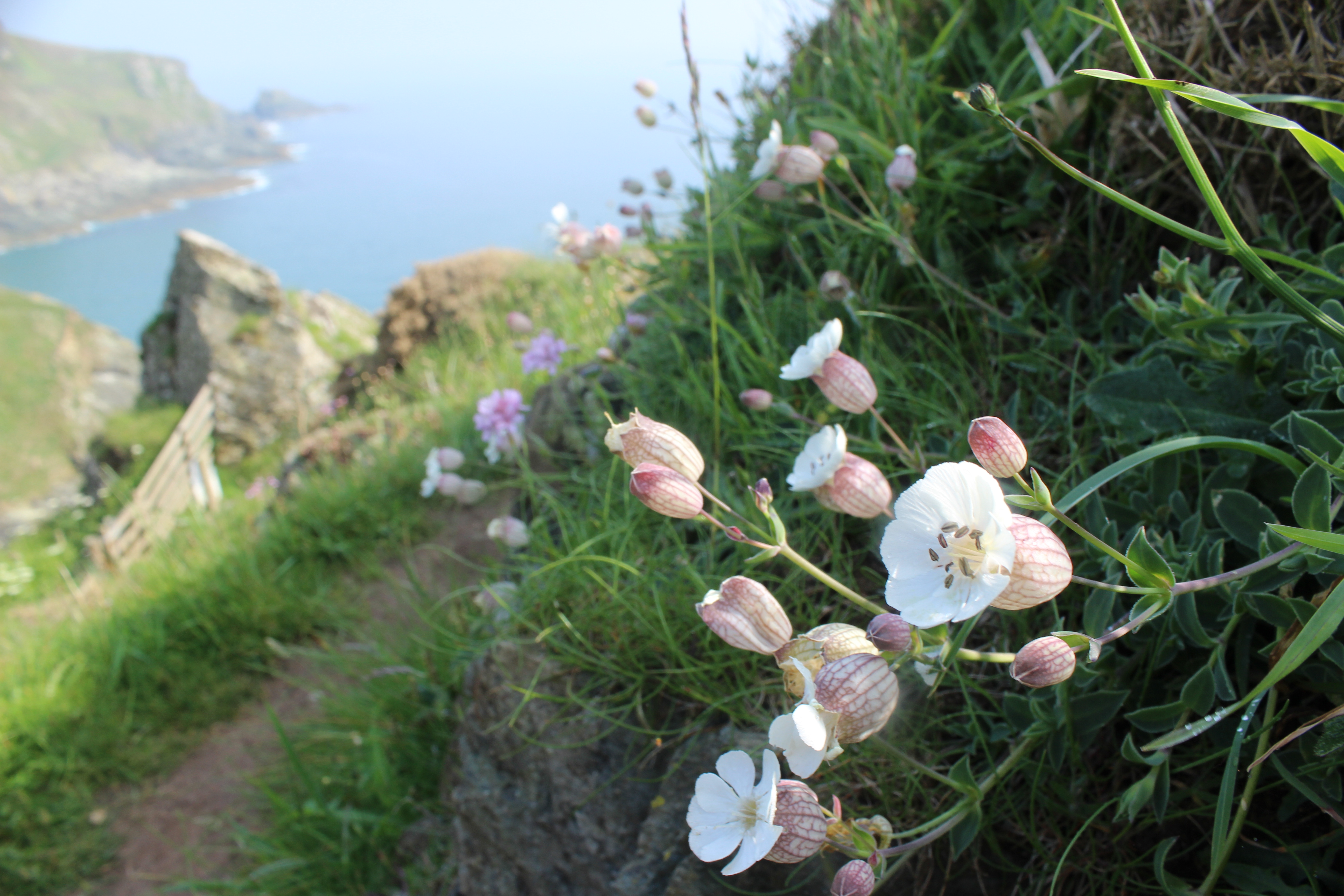 Gara - Bladder Campion