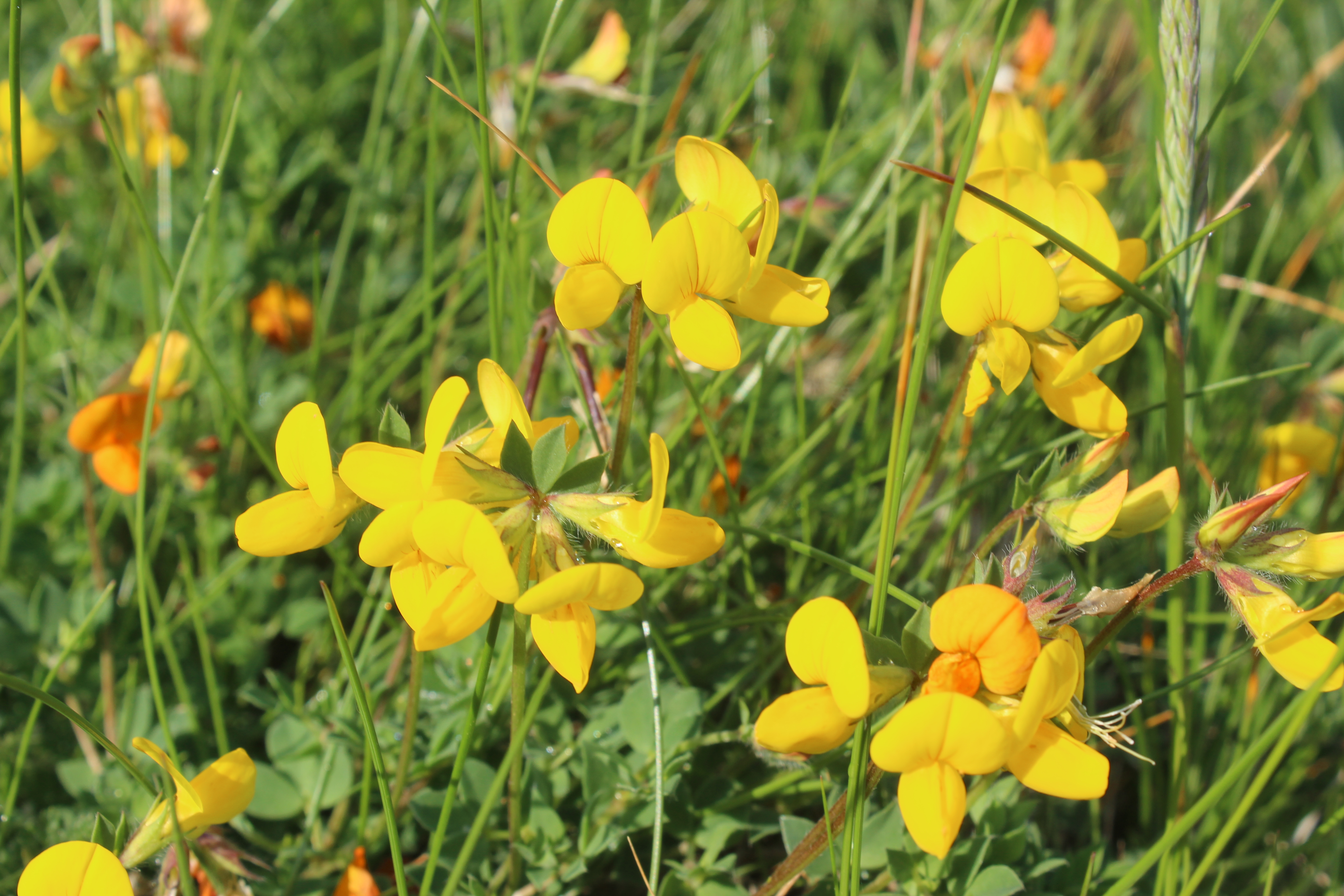 Birds foot trefoil