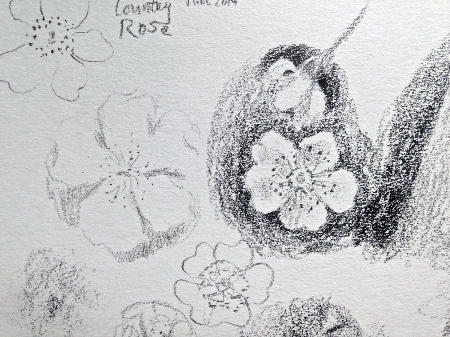 Country Rose