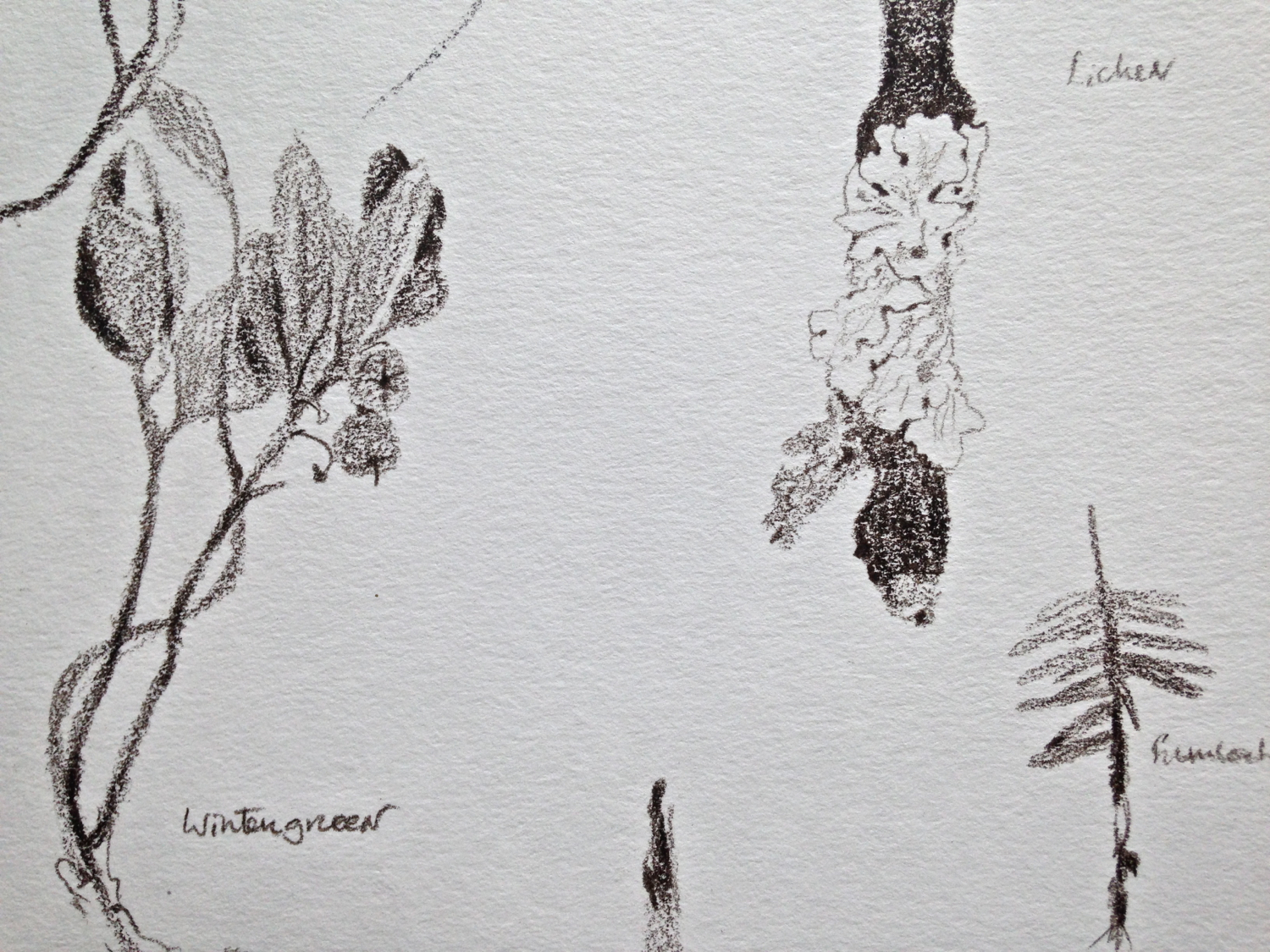 Wintergreen, Lichen, Hemlock