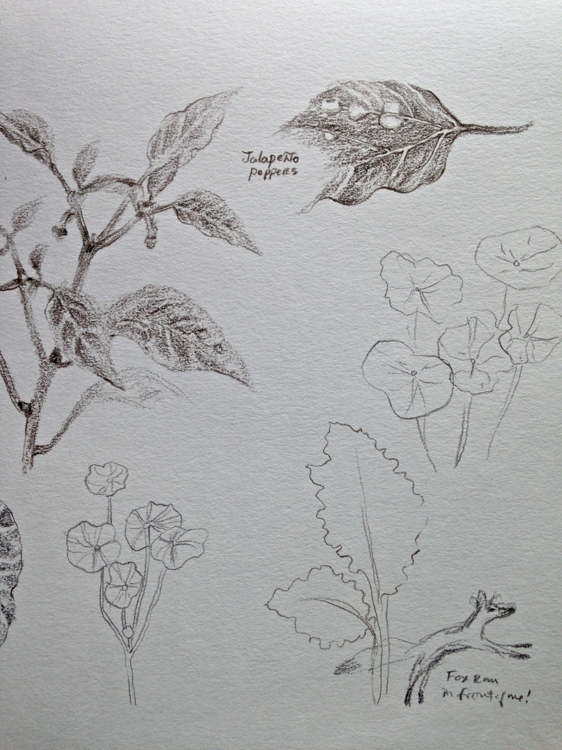 Jalapenos, Nasturtiums