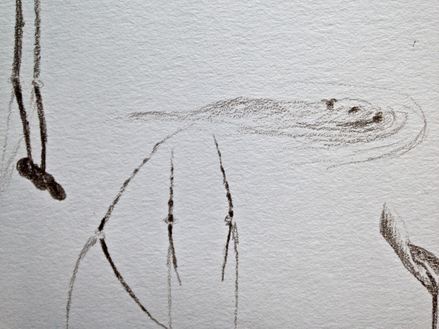 Beaver