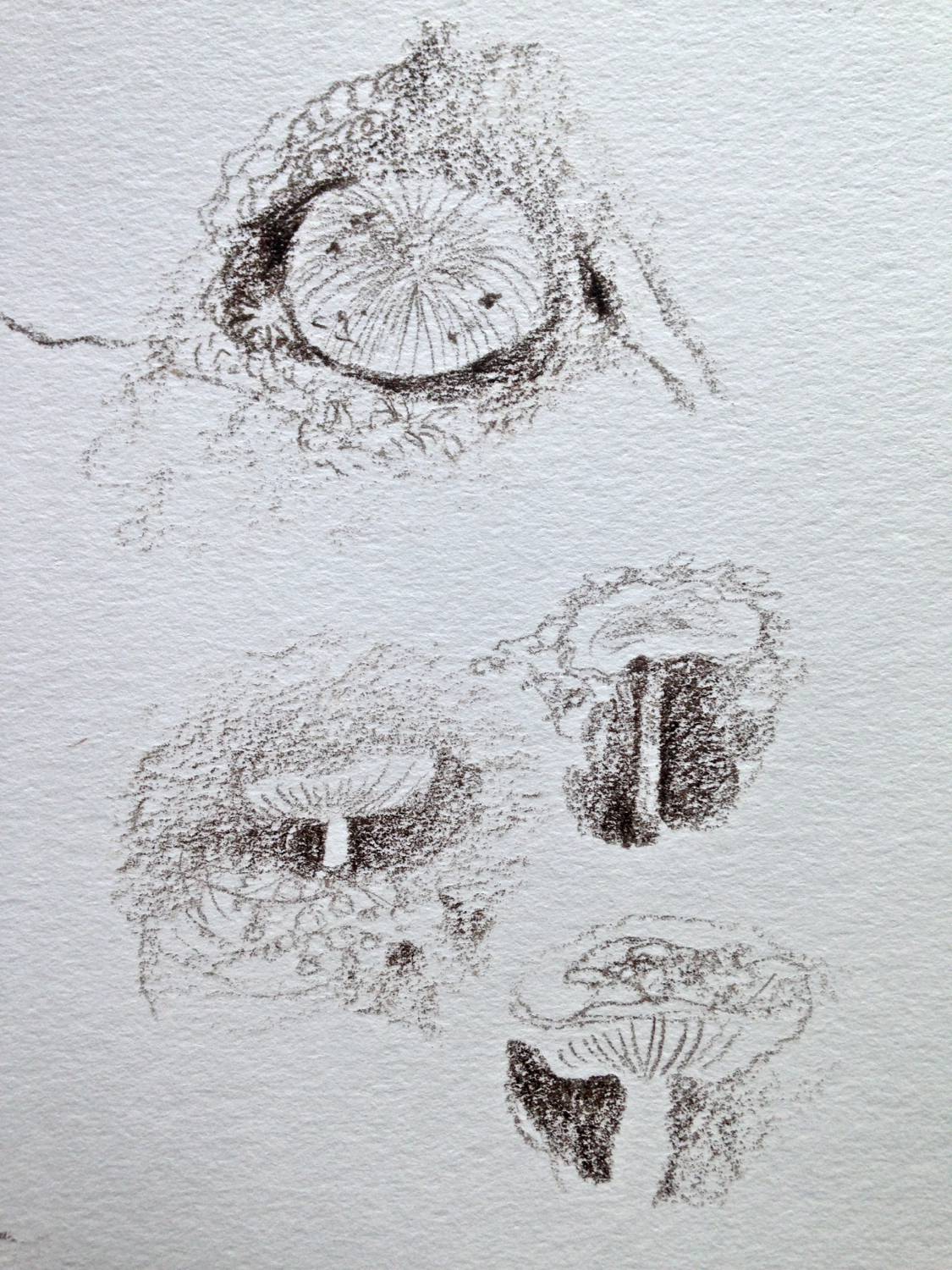 Mini Mushrooms, Steven's Glen