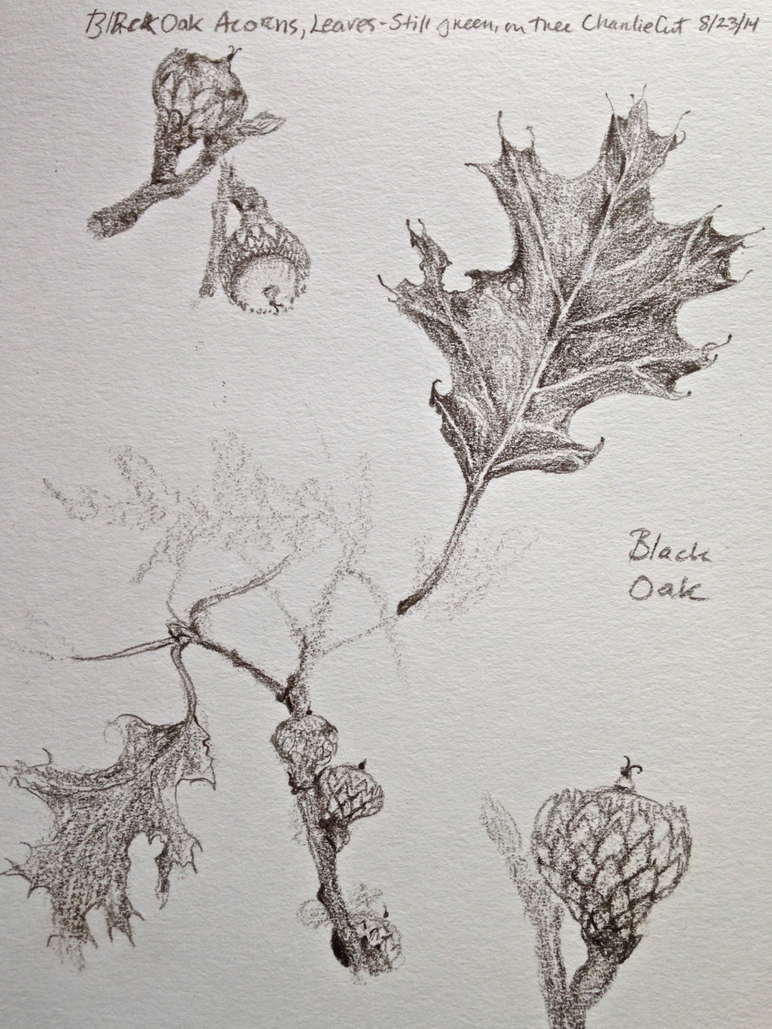 Black Oak