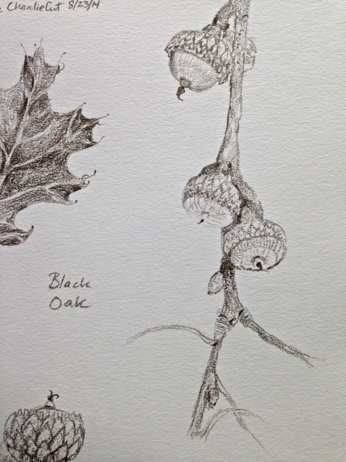 Black Oak Acorns