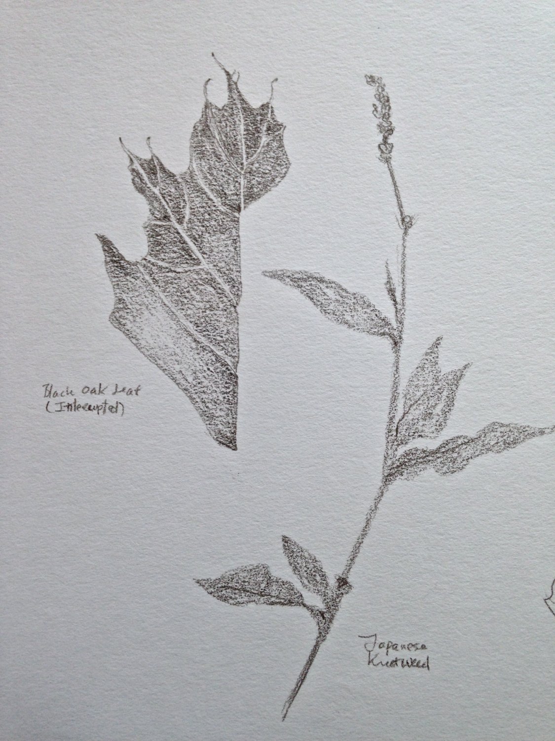 Black Oak Leaf, Knotweed