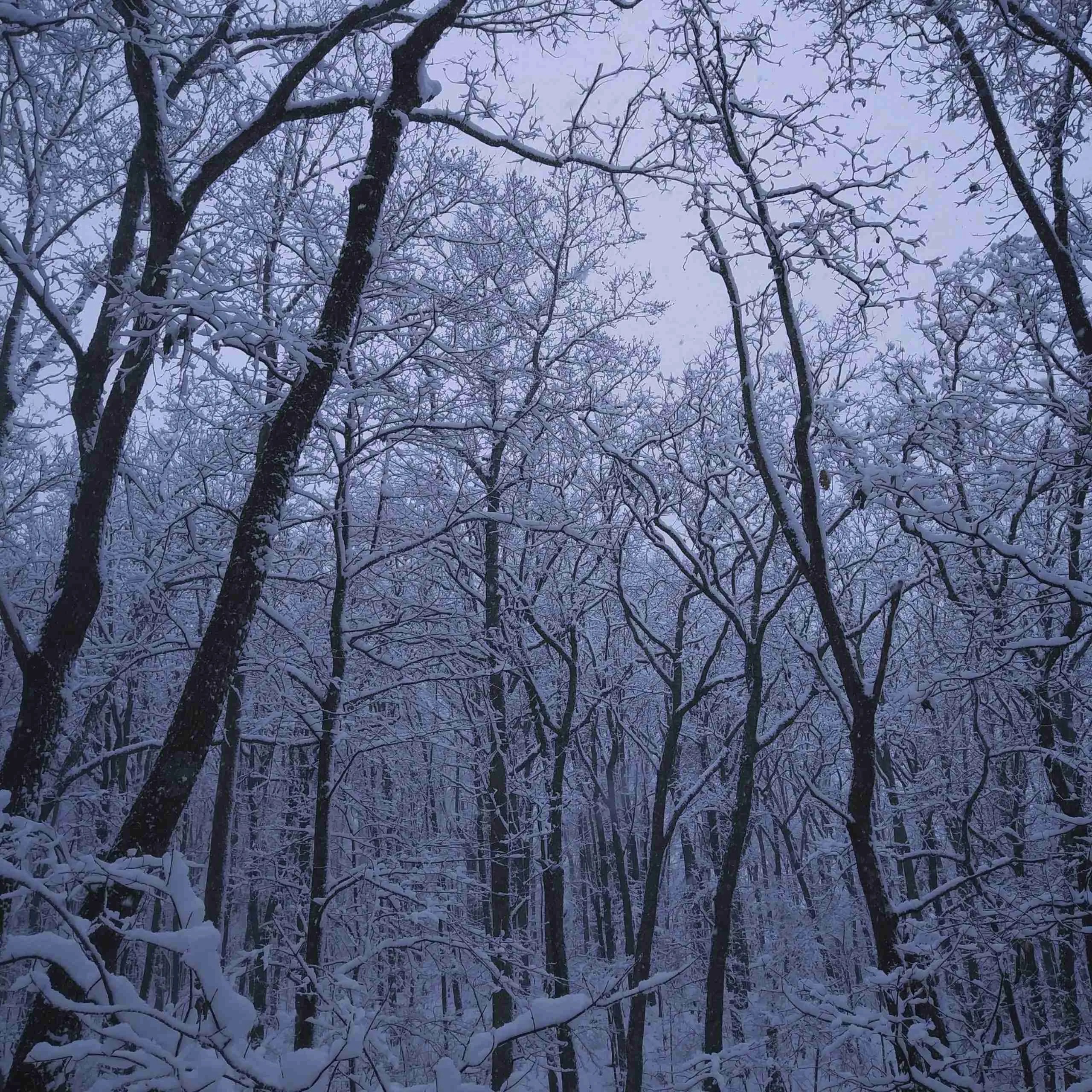 Winter Survival Essentials