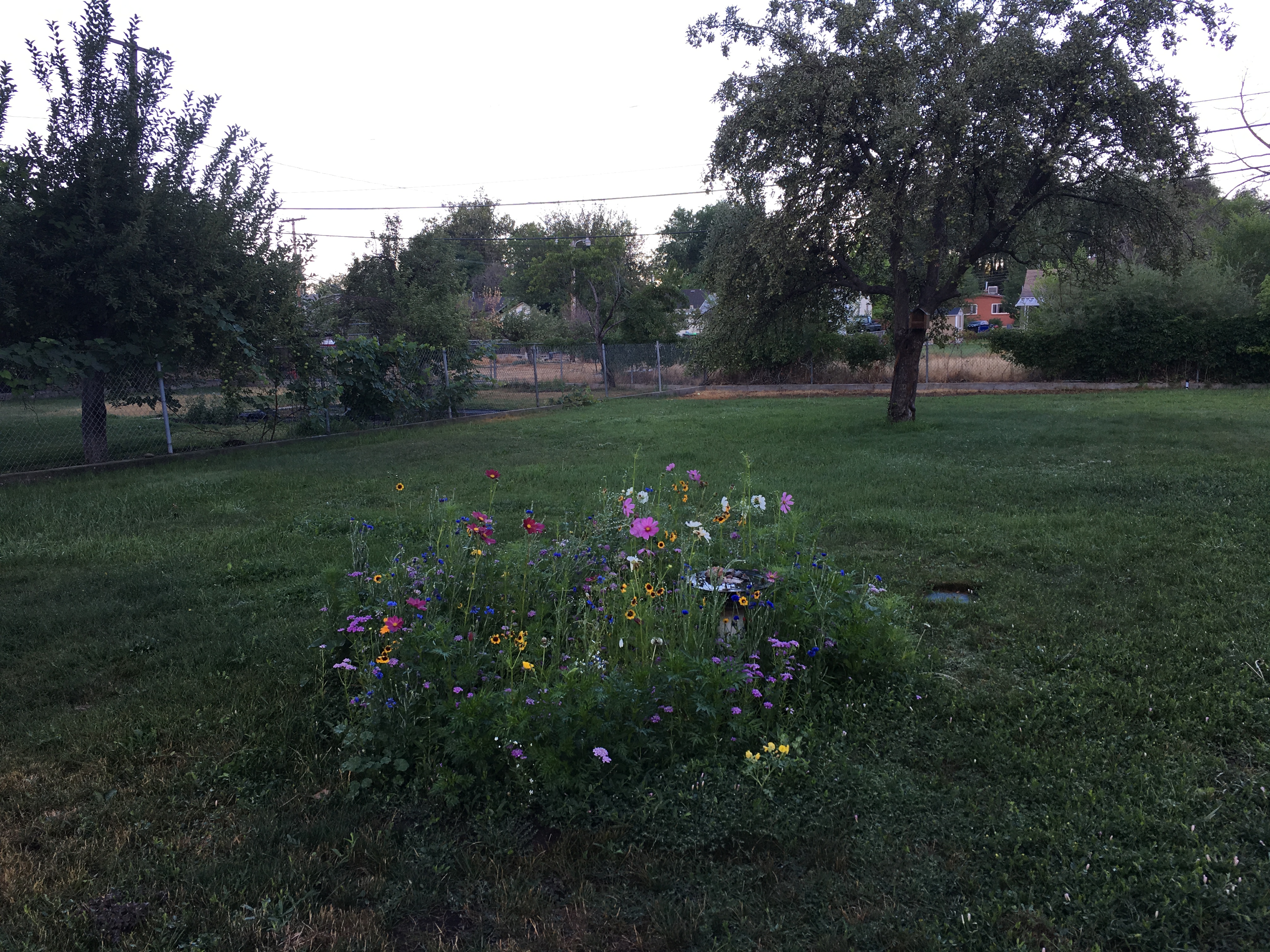 My bee and butterfly garden is blossoming