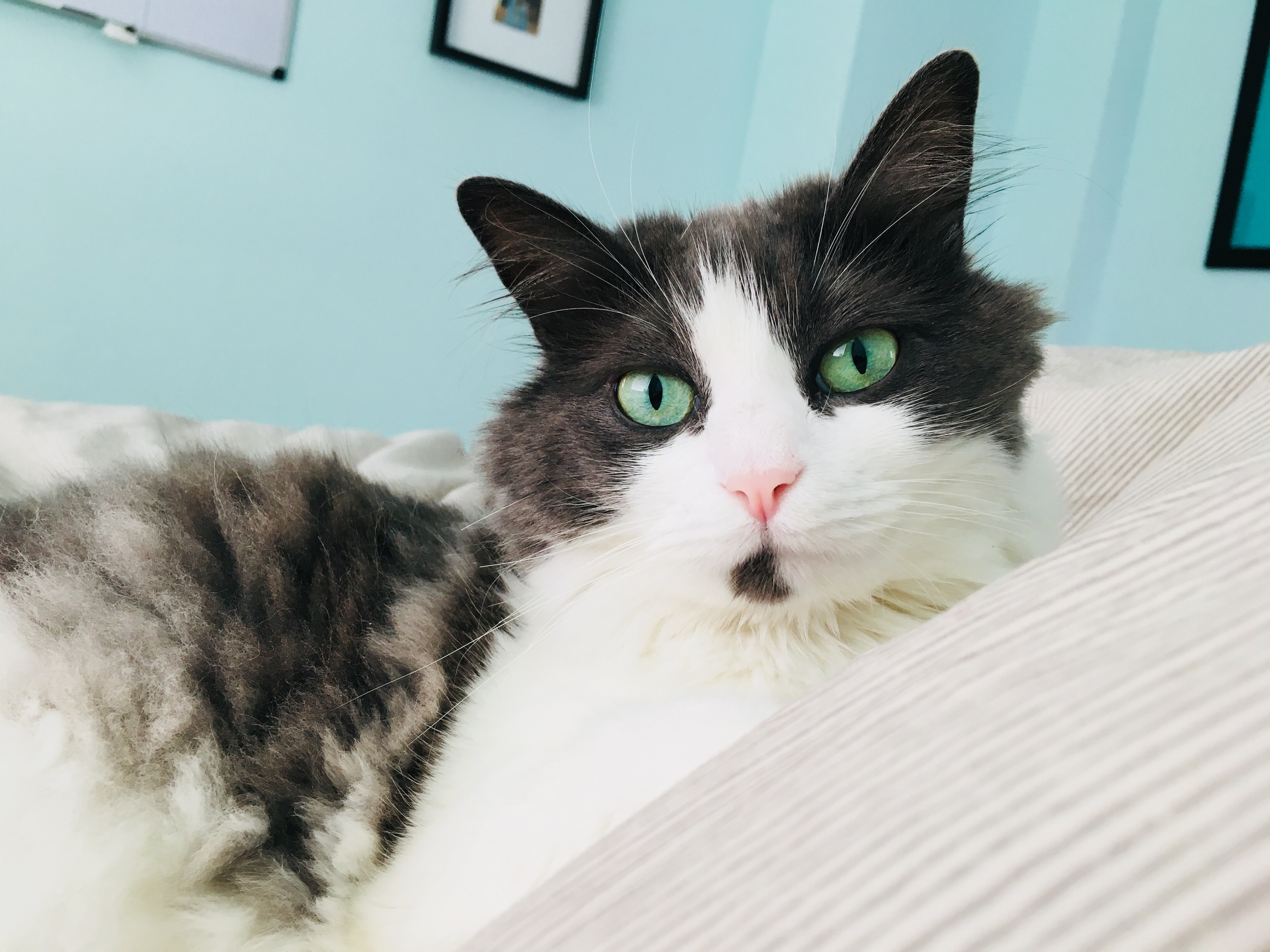 Piper. Still rules here.