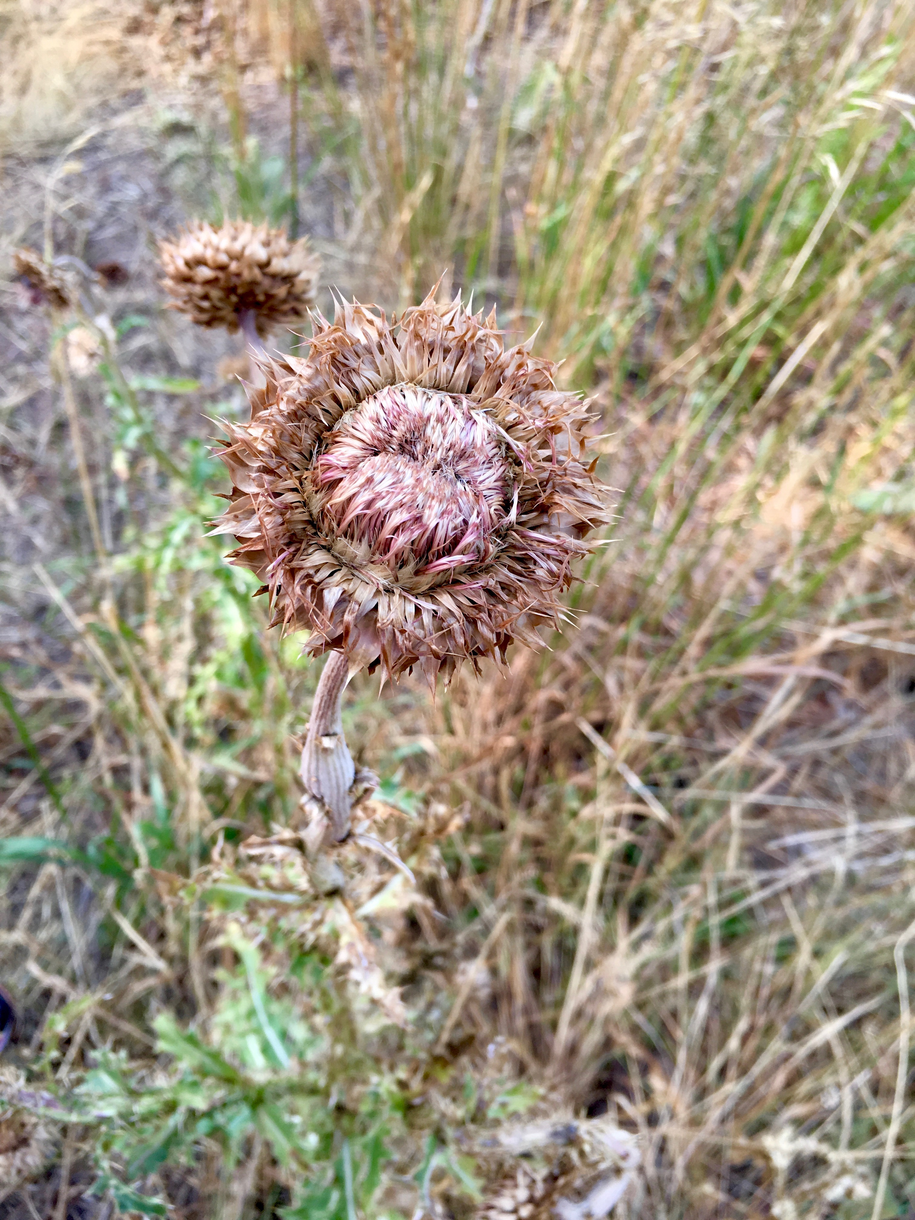 I think it still has beauty.