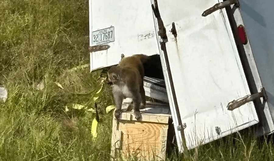 هروب قرود مختبرات مصابة بفيروس «سي» و«كورونا».. في أميركا هروب قرود مختبرات مصابة بفيروس «سي» و«كورونا».. في أميركا