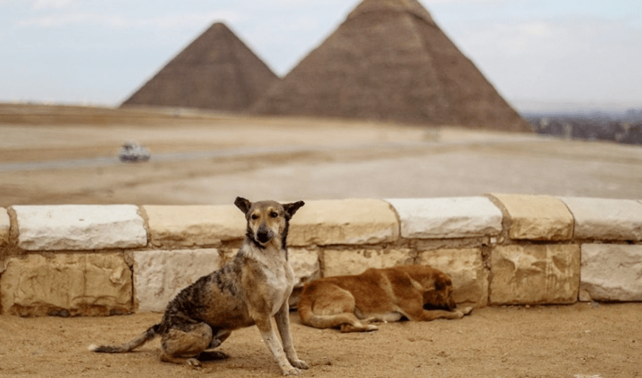 مصر تتبنى خطة للسيطرة على الكلاب الضالة.. خلال 5 سنوات