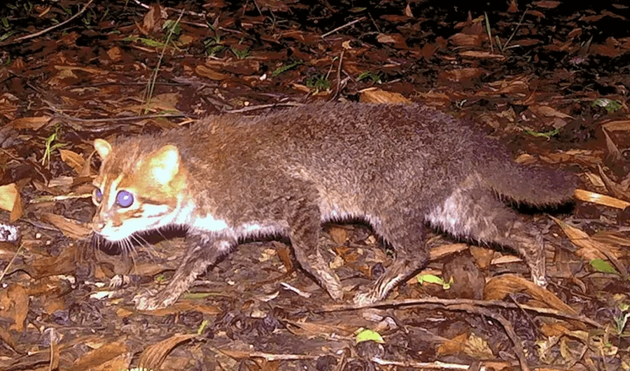 العثور على أندر أنواع القطط البرية في تايلاند.. لأول مرة منذ 30 عاماً