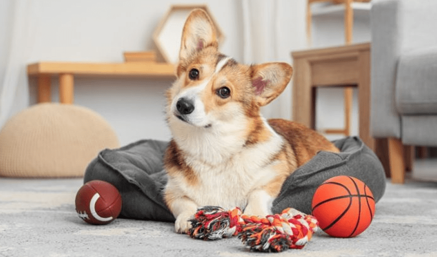 دراسة: بعض الكلاب تستطيع تعلّم الكلمات عبر الاستماع للمحادثات