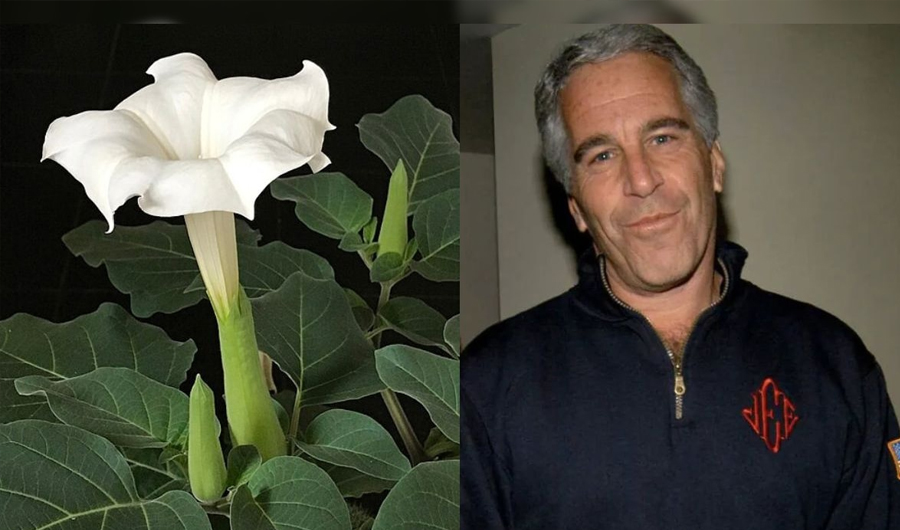 «نفس الشيطان».. وثائق تكشف اهتمام إبستين بنبات سام يحول الضحايا إلى «زومبي»! «نفس الشيطان».. وثائق تكشف اهتمام إبستين بنبات سام يحول الضحايا إلى «زومبي»!