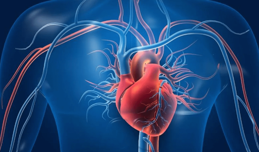 لا تتجاهلها.. 7 علامات مبكرة تدل على ضعف القلب