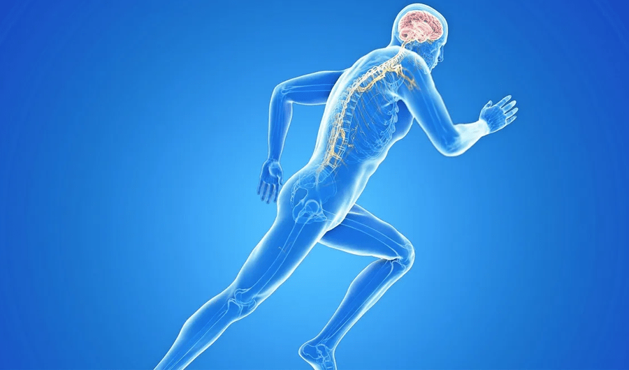 زيادة القدرة على التحمل ليست من العضلات فقط لكن من خلايا الدماغ زيادة القدرة على التحمل ليست من العضلات فقط لكن من خلايا الدماغ