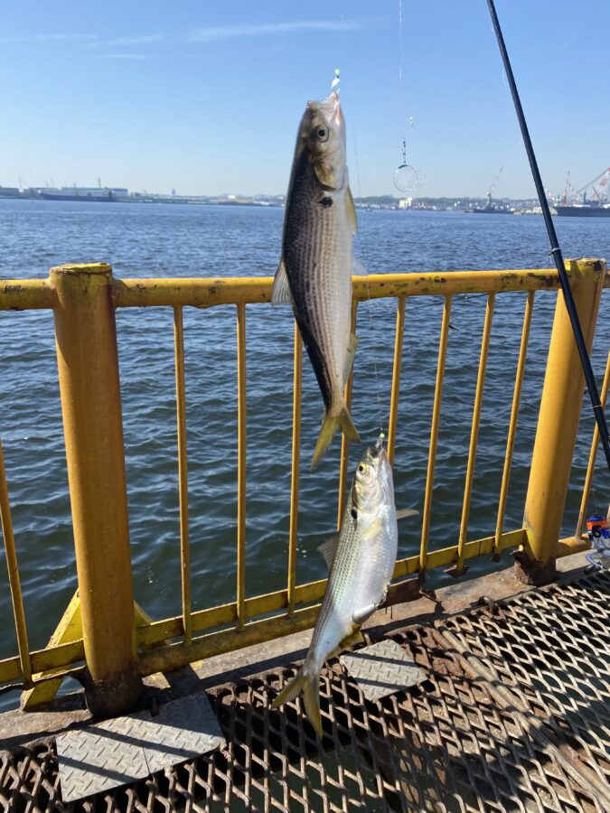『やろうよ釣り!』 〜はじめての海釣り公園(サビキ・ちょい投げ釣り)〜