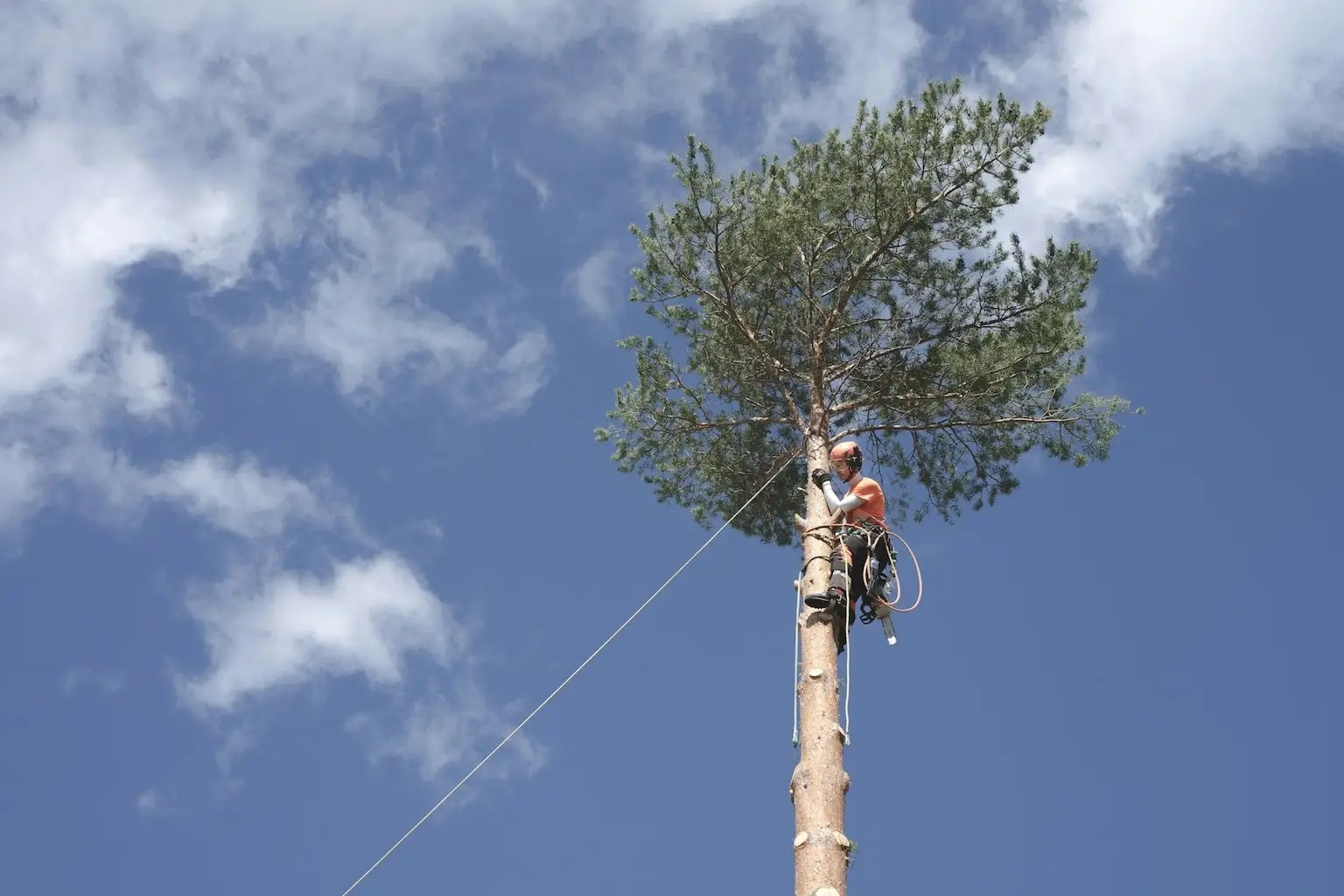 A worker in Saskatoon performing emergency cut down of a tree in Saskatoon.
