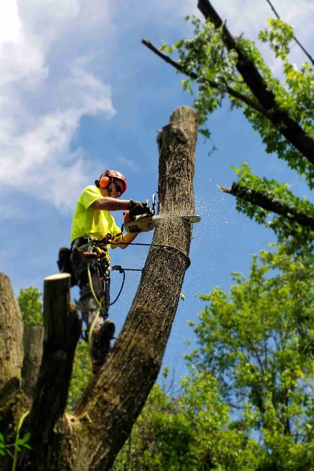 Arborist using a chainsaw while secured with climbing ropes during tree removal in Saskatoon