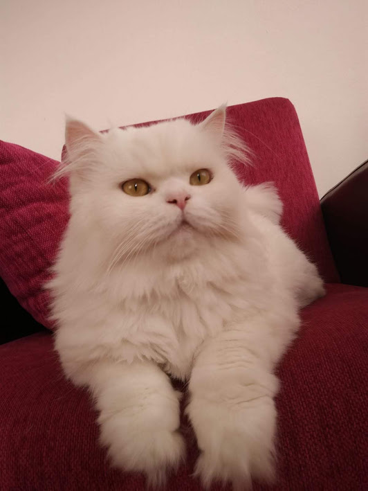 Kedilerle Ilgili Ilginc Bilgiler Erdemli Yasam Veteriner Klinigi